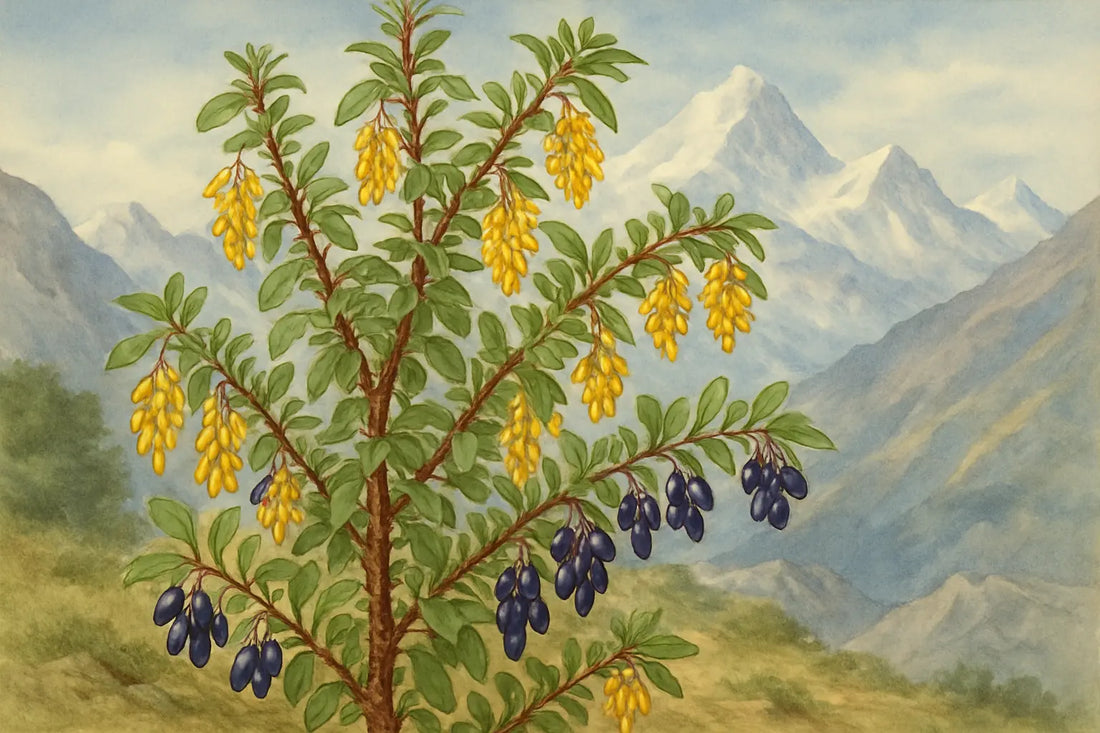 berberis-aristata-daruhaldi-berberine-supplement