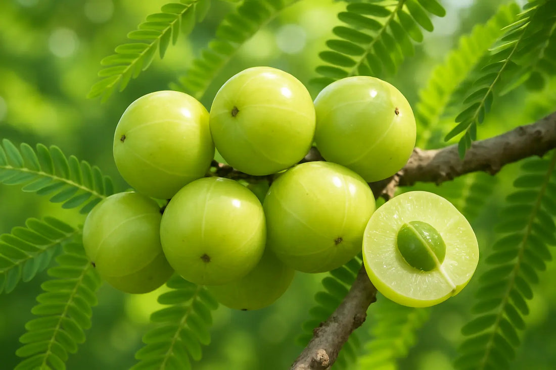 amla-indian-gooseberry-amla-supplement-benefits