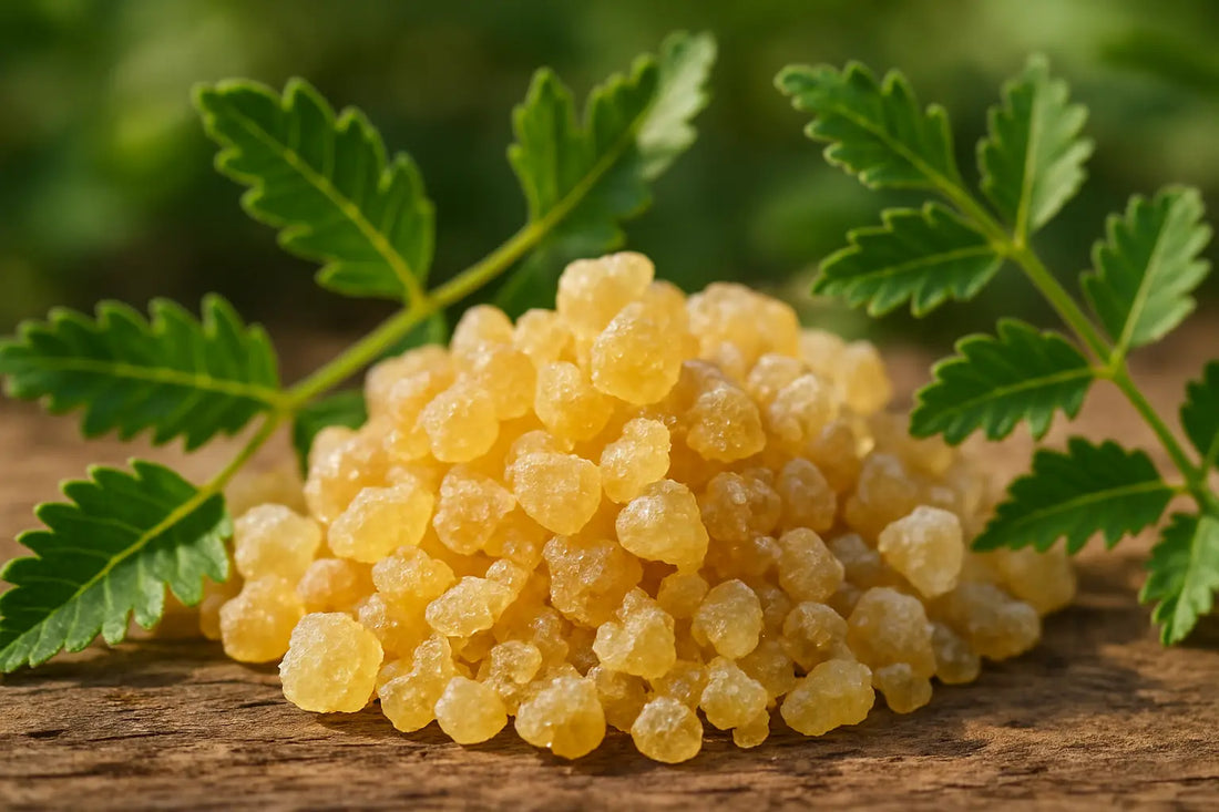 boswellia-serrata-osteoarthritis-joint-pain-supplement